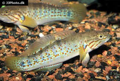 Banded mogurnda (Mogurnda cingulata)