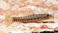 Banded mountain loach (Acanthocobitis urophthalmus)