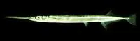 Banded needlefish (Strongylura leiura)