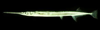 Banded needlefish (Strongylura leiura)