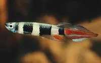 Banded panchax (Epiplatys annulatus)