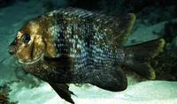Banded parma (Parma polylepis)