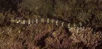 Banded pipefish (Micrognathus crinitus)
