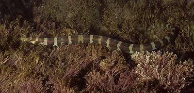 Banded pipefish (Micrognathus crinitus)