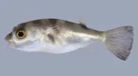 Banded puffer (Colomesus psittacus)
