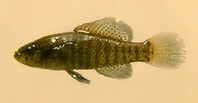 Banded pygmy sunfish (Elassoma zonatum)