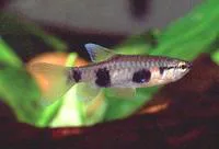 Banded pyrrhulina (Pyrrhulina vittata)