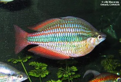 Banded rainbowfish (Melanotaenia trifasciata)