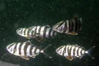 Banded rudderfish (Seriola zonata)