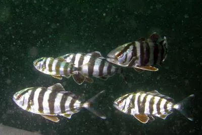 Banded rudderfish (Seriola zonata)