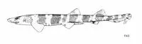 Banded sand catshark (Atelomycterus fasciatus)