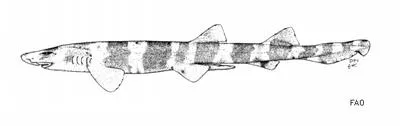 Banded sand catshark (Atelomycterus fasciatus)