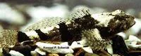 Banded sculpin (Cottus carolinae)