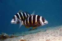 Banded seabream (Diplodus fasciatus)