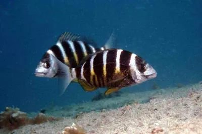 Banded seabream (Diplodus fasciatus)