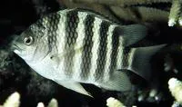 Banded sergeant (Abudefduf septemfasciatus)