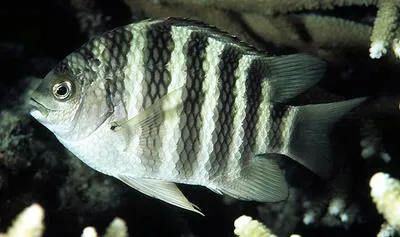 Banded sergeant (Abudefduf septemfasciatus)