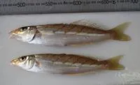 Banded sillago (Sillago vittata)