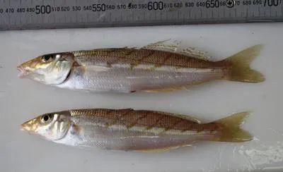 Banded sillago (Sillago vittata)