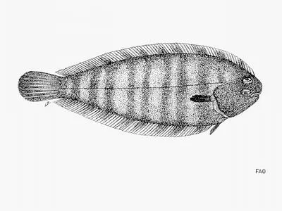Banded sole (Microchirus wittei)