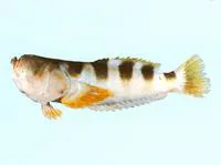 Banded stargazer (Ichthyscopus fasciatus)