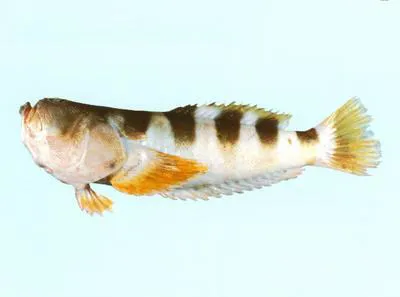 Banded stargazer (Ichthyscopus fasciatus)