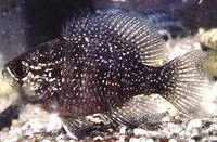 Banded sunfish (Enneacanthus obesus)