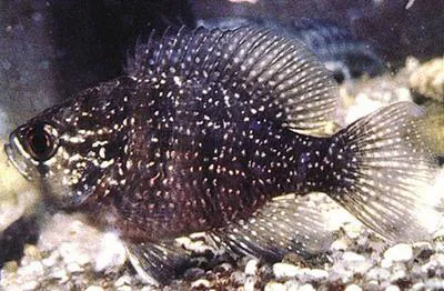 Banded sunfish (Enneacanthus obesus)