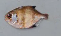 Banded sweep (Scorpis georgiana)