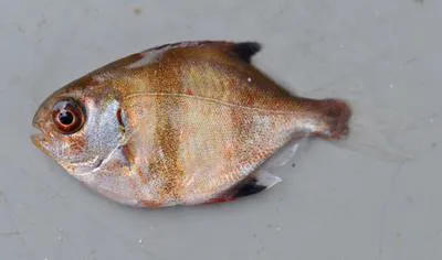 Banded sweep (Scorpis georgiana)