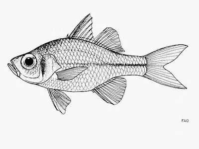 Banded-tail glassy perchlet (Ambassis urotaenia)