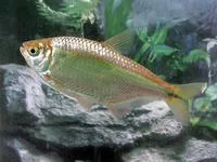 Banded tetra (Astyanax aeneus)