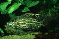 Banded tilapia (Tilapia sparrmanii)
