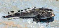 Banded toadfish (Aphos porosus)