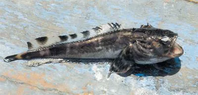 Banded toadfish (Aphos porosus)