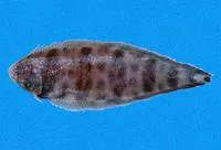 Banded tongue-fish (Symphurus fasciolaris)