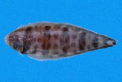 Banded tongue-fish (Symphurus fasciolaris)