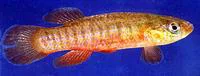 Banded topminnow (Fundulus cingulatus)