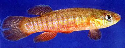 Banded topminnow (Fundulus cingulatus)