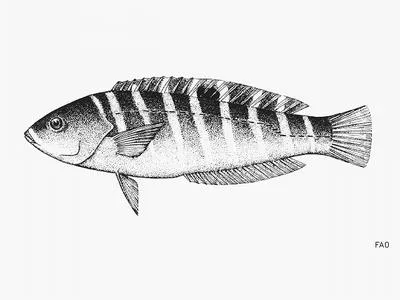 Banded wrasse (Halichoeres notospilus)