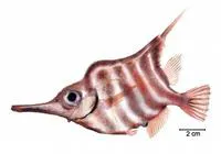 Banded yellowfish (Centriscops humerosus)