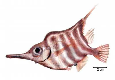 Banded yellowfish (Centriscops humerosus)
