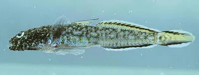 Bandedtail goby (Evermannia zosterura)