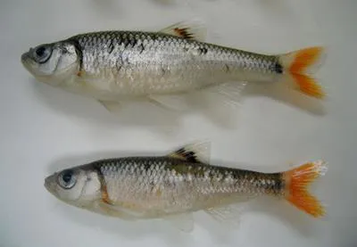 Bandfin shiner (Luxilus zonistius)