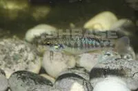 Bandfin splitfin (Allodontichthys zonistius)