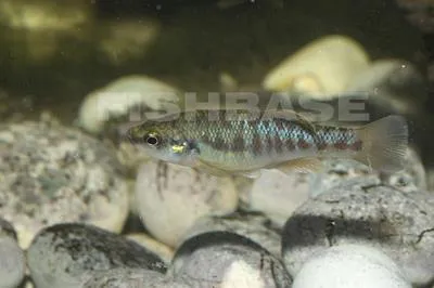 Bandfin splitfin (Allodontichthys zonistius)