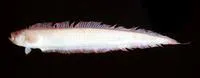 Bandfish (Acanthocepola abbreviata)