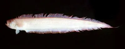 Bandfish (Acanthocepola abbreviata)