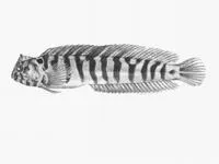 Bandit blenny (Omobranchus banditus)