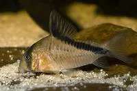 Bandit corydoras (Corydoras melini)